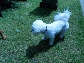 BBC GoodFood Show – Guest Post – Woof, Bark, Sniff-Sniff!