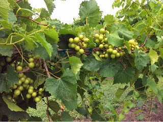 Muscadine Wine – A Taste of the Deep South