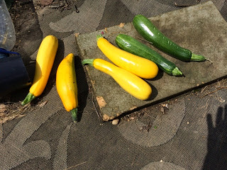 Courgette (Zucchini) Relish