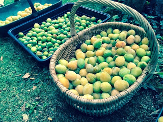 Family Lunch and Plum Trees