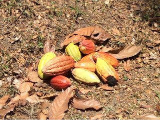 Grenada: Crayfish Bay – Cocoa Farmer for a Day (Bean to Bar)