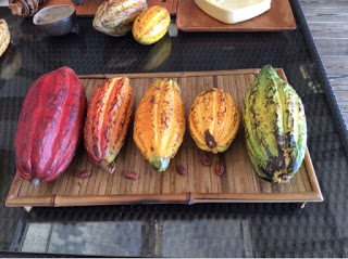 Grenada: 3rd Annual Grenada Chocolate Festival