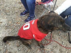 Tailgate party dog supporter