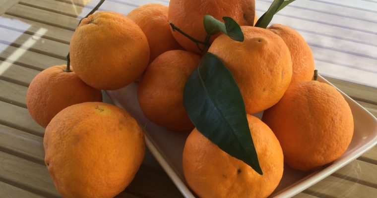 Recipe: Cretan Orange Ice Cream